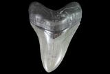 Robust, Fossil Megalodon Tooth - Georgia #90787-1